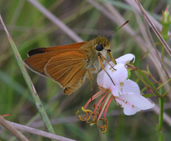 Berry's Skipper